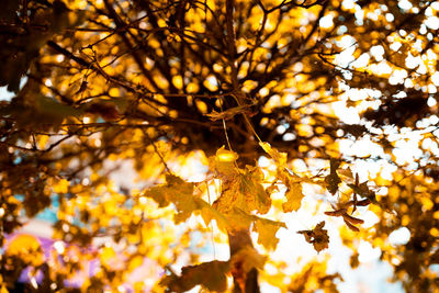 Low angle view of cherry blossom during autumn