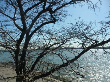 Low angle view of bare trees against sky