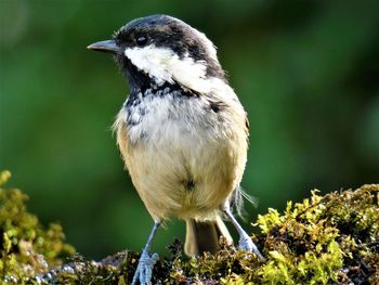 Close-up of bird on moss