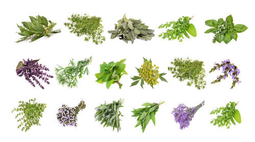 View of flowering plant against white background