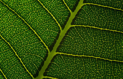 Full frame shot of green leaves