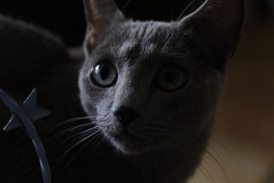 Close-up portrait of russian blue cat