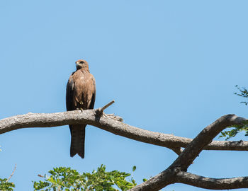 Low angle view of eagle perching on branch against sky