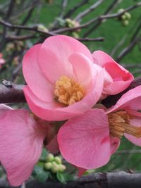 Close-up of pink flower