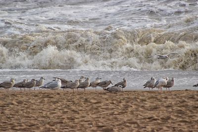 Flock of seagulls on beach