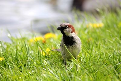 Close-up of bird on grass