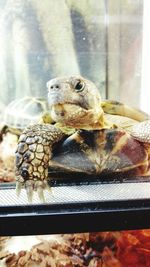 Close-up of turtle in glass