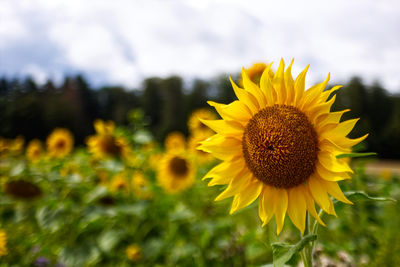 Close-up of yellow sunflower