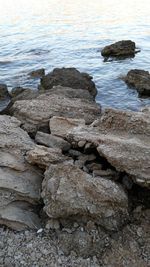 Close-up of turtle on rock by water
