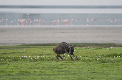 View of a horse on field