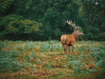 Red deer standing on field at richmond park