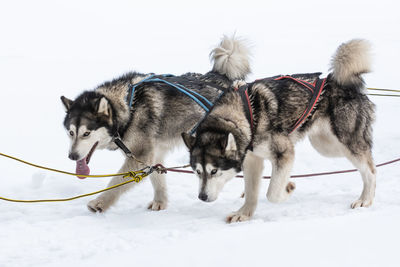 Two dogs on snow covered land