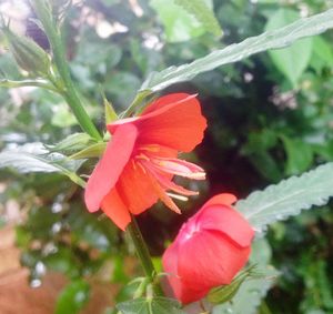 Close-up of red hibiscus blooming outdoors