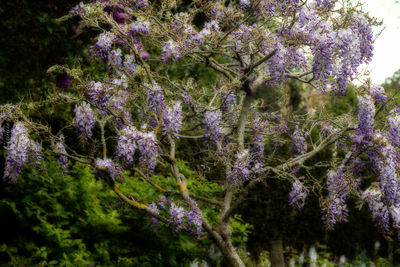 Full frame shot of purple flowers