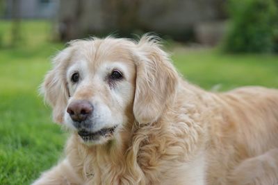 Close-up portrait of a dog on field