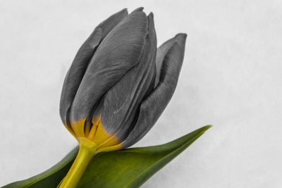 Close-up of day lily blooming against white background