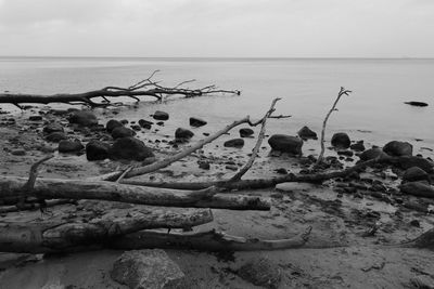 Driftwood on beach against sky