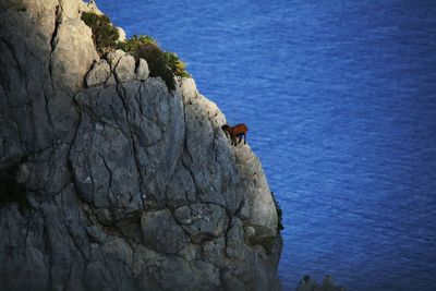 Mountain goat standing on cliff by sea