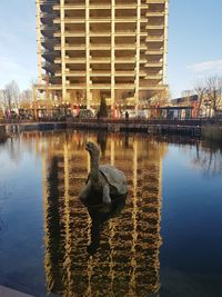 Duck in a lake