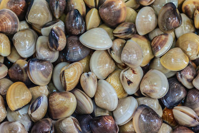 Full frame shot of shells