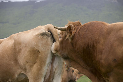 Cows in a field