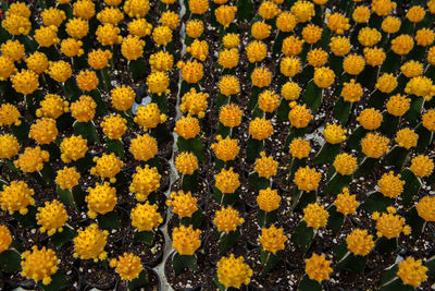 Full frame shot of yellow flowering plants