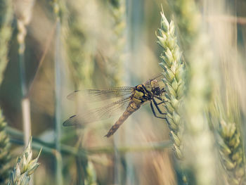 Close-up of insect on plant