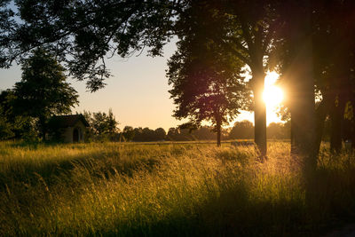 Silhouette trees on field against sky at sunset