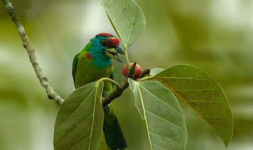 Close-up of a bird perching on plant