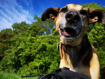 Close-up of a dog