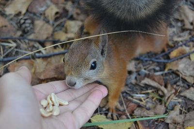 Close-up of human hand feeding peanut to squirrel