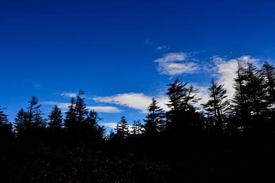 Low angle view of trees against blue sky