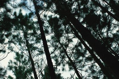 Low angle view of trees in forest against sky