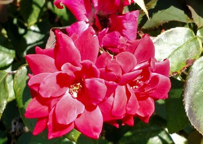 Close-up of pink flowering plant