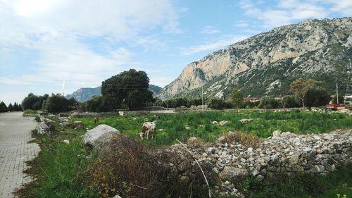 View of a sheep on land