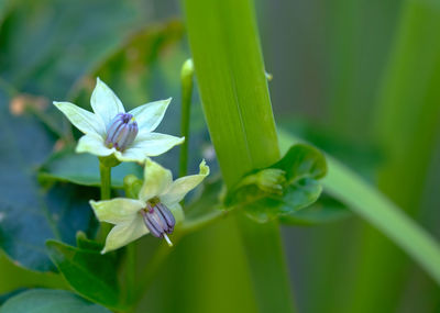 White thai chili flowers in a green clump.