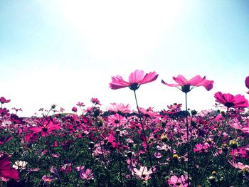 Close-up of pink flowers blooming in field