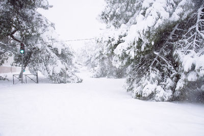 Snow covered plants and trees against sky