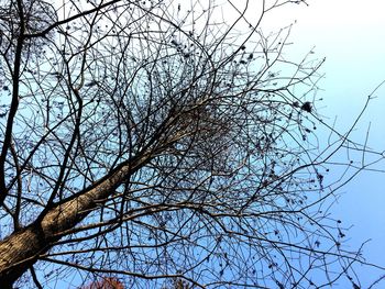 Low angle view of bird on tree against sky