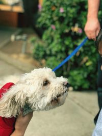 Close-up of woman holding dog