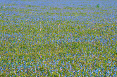 Full frame shot of plants growing on field