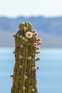 Close-up of cactus plant against sea