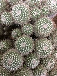 Full frame shot of cactus plant