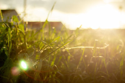 Close-up of plants growing on field against bright sun