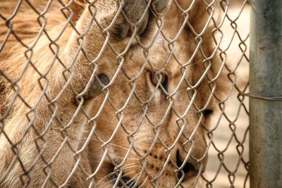 Close-up of lion in zoo