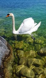 Close-up of swan swimming in lake