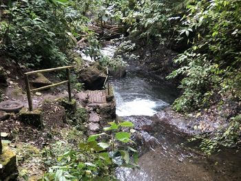 Scenic view of waterfall in forest