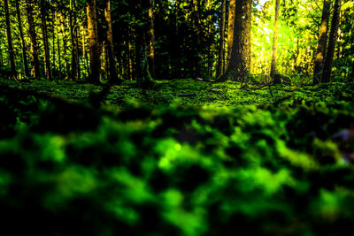 Surface level of trees in forest