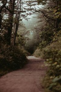 Dirt road amidst trees in forest