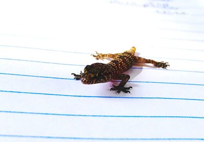 High angle view of insect on paper